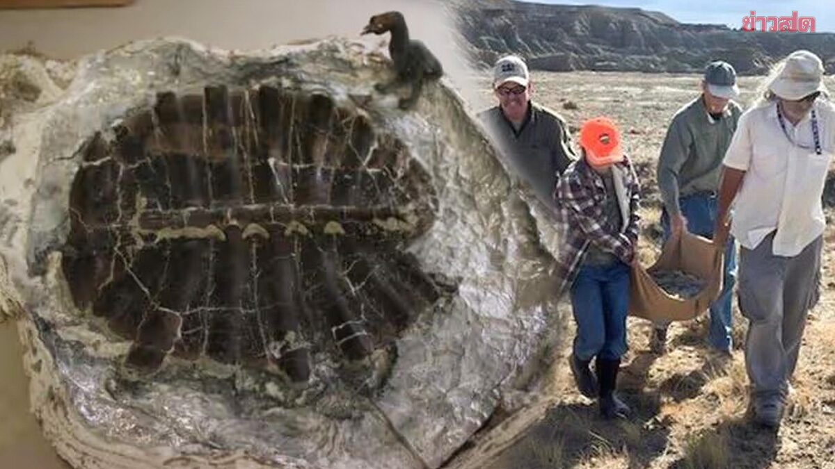 11-Year-Old Boy Discovers 48-Million-Year-Old Turtle Fossil While Rock Hunting with Grandparents in Wyoming