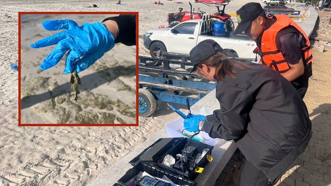 Pollution Control Department Inspects Massive Algae Spread at Patong Beach, Phuket