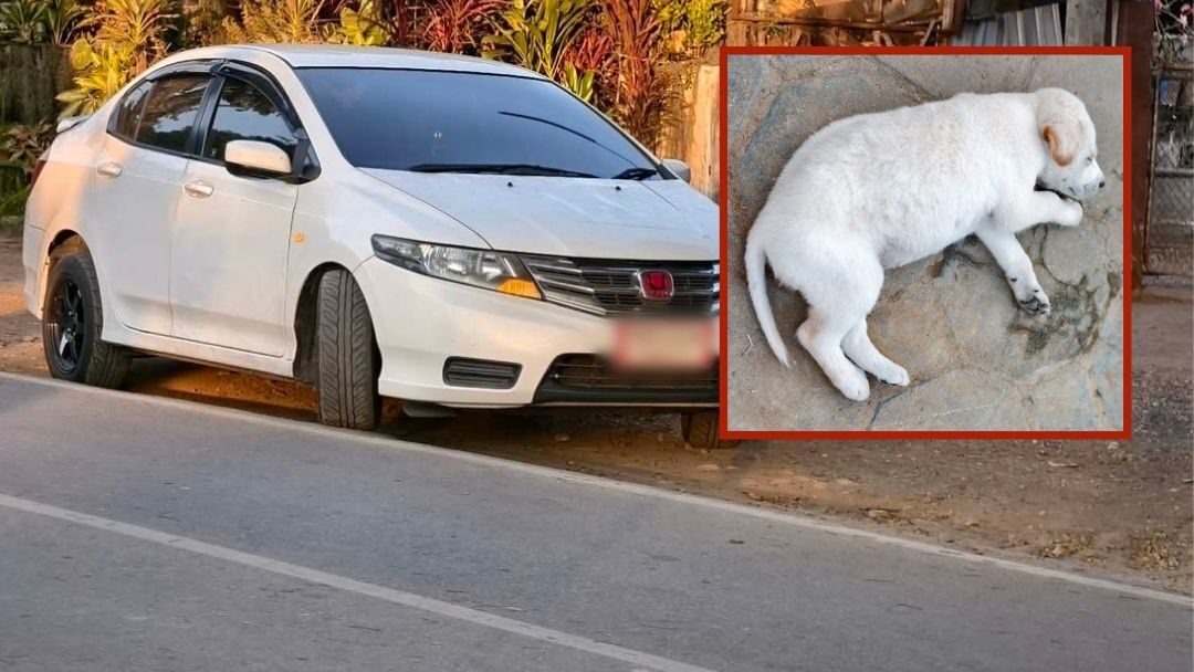 Cruel Woman Caught on CCTV Throwing Puppy in Front of Temple, Causing Injury