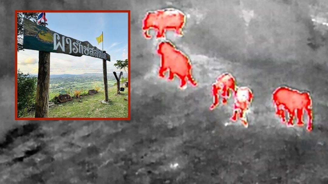 Tub Lan National Park Closes Viewpoint Due to Tigers and 40 Wild Elephants Roaming Forest Edge