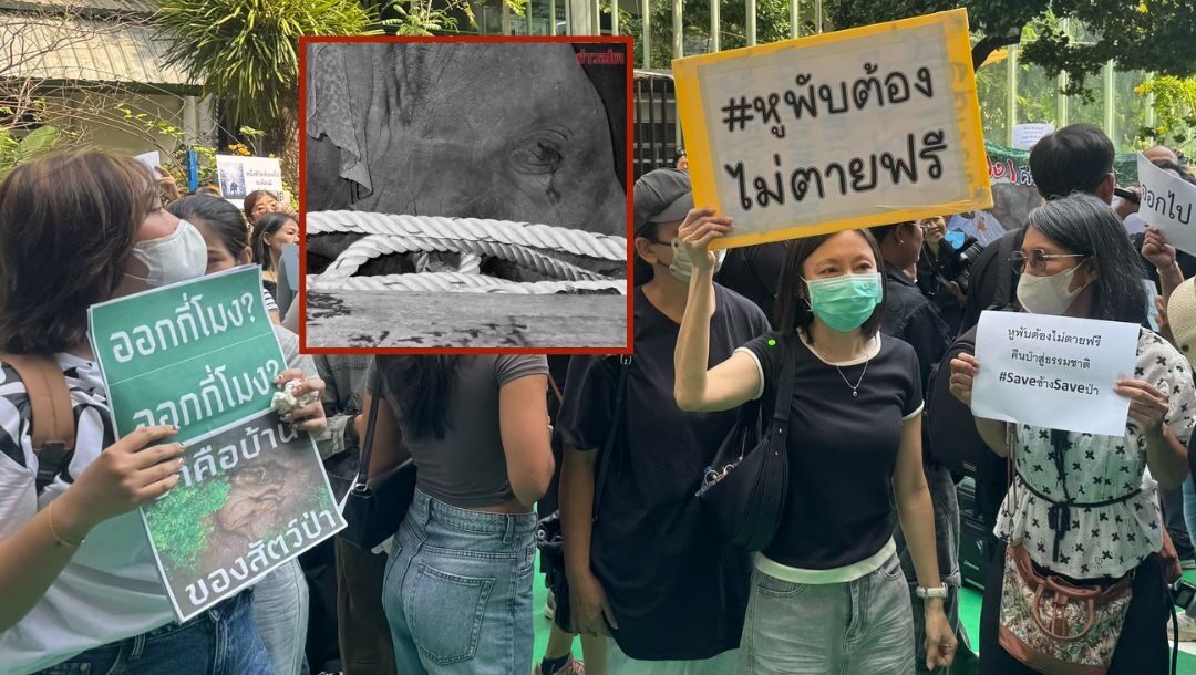 Protest! National Parks Department Demands Resignation of Director and Veterinarians over Sedor Hu Phap Elephant Death during Relocation