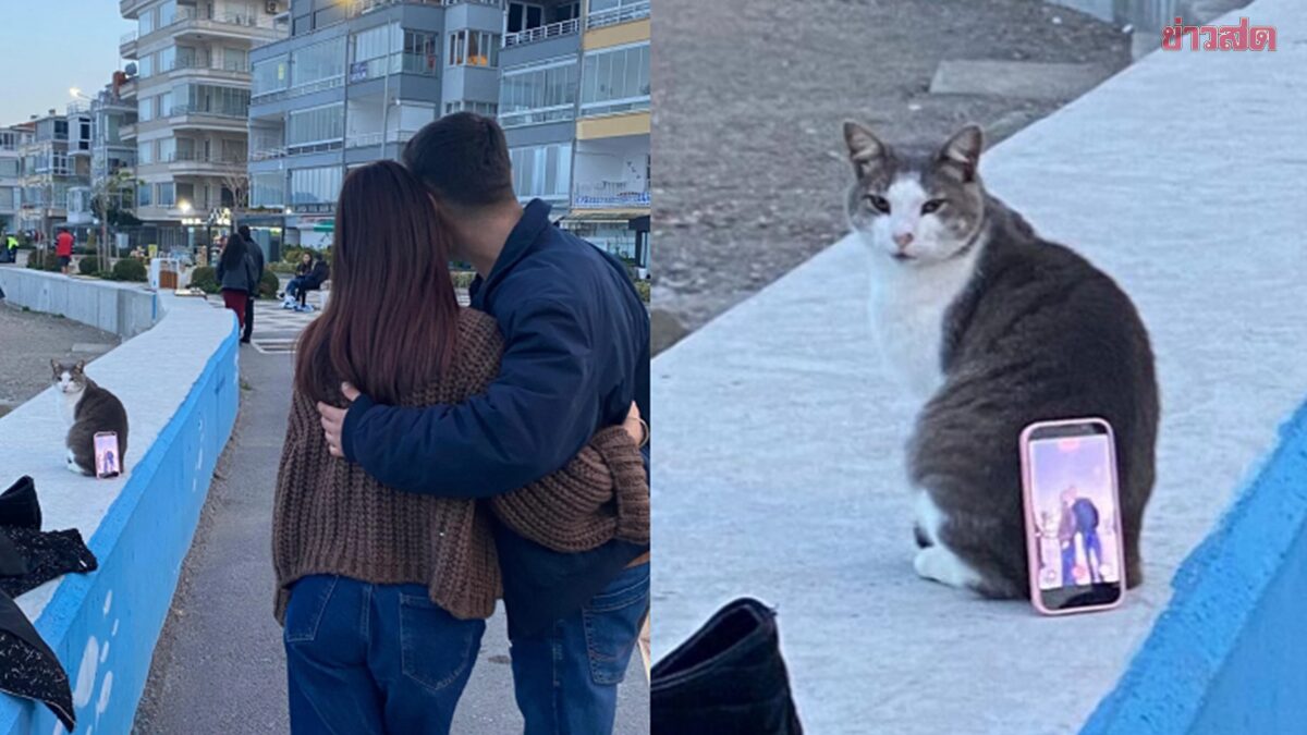 Viral! Couple Uses Cat as Camera Stand for Sweet Selfie, Dubbing It 'Catmeraman'