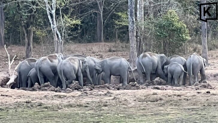 Warning Issued as Wild Elephants Frequently Cross Highway in Nam Nao National Park