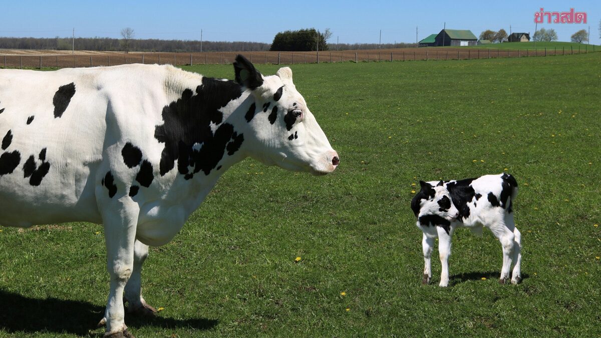Dramatic Scene! British Man Climbs Tree to Escape Protective Mother Cow for Over an Hour