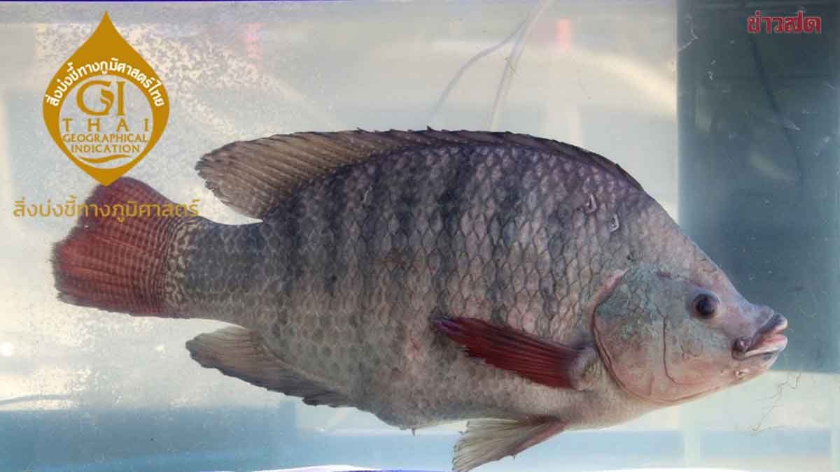 Betong Stream Nile Tilapia Elevated to Geographical Indication Premium Product in Yala Province