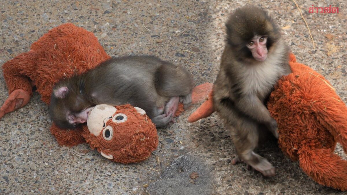 Abandoned Baby Monkey 'Punch' Viral Sensation: Clinging to Orangutan Doll, Touching Hearts Worldwide