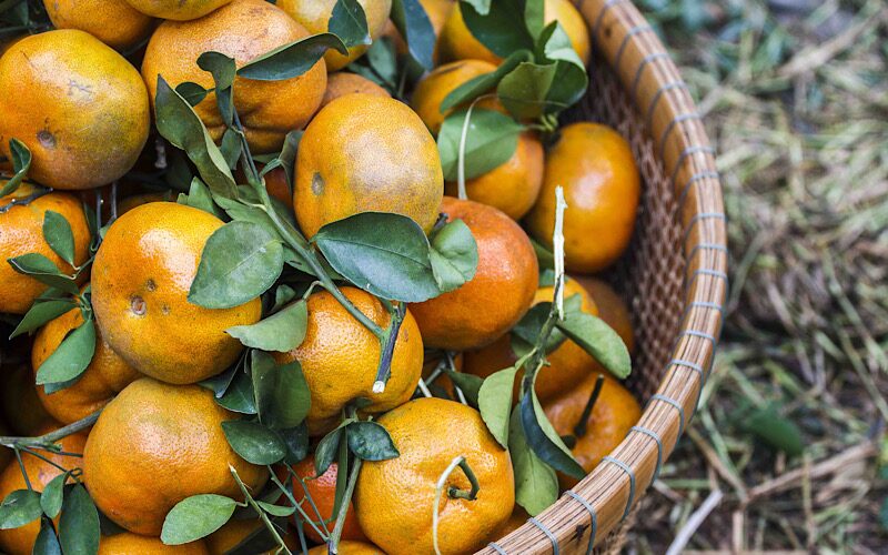 KEX Launches Orange Promotion at 40 Baht for 3 Kilos, Guarantees Freshness for Chinese New Year