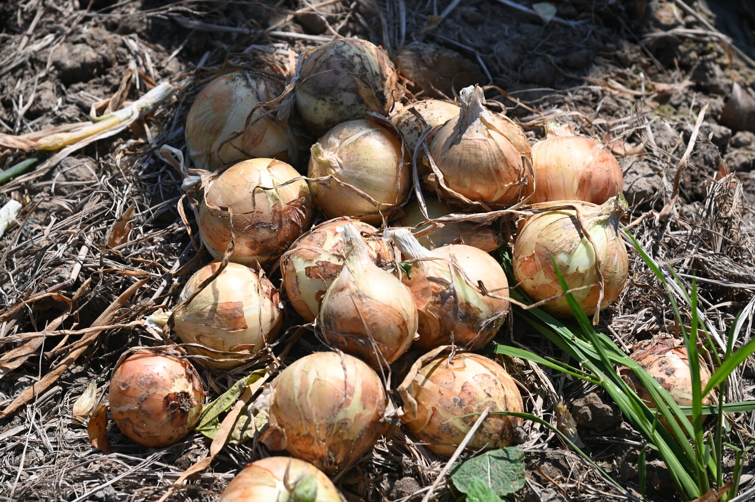 Commerce Ministry Tightens Control on Onion Transportation, Blocks Illegal Imports to Protect Thai Farmers