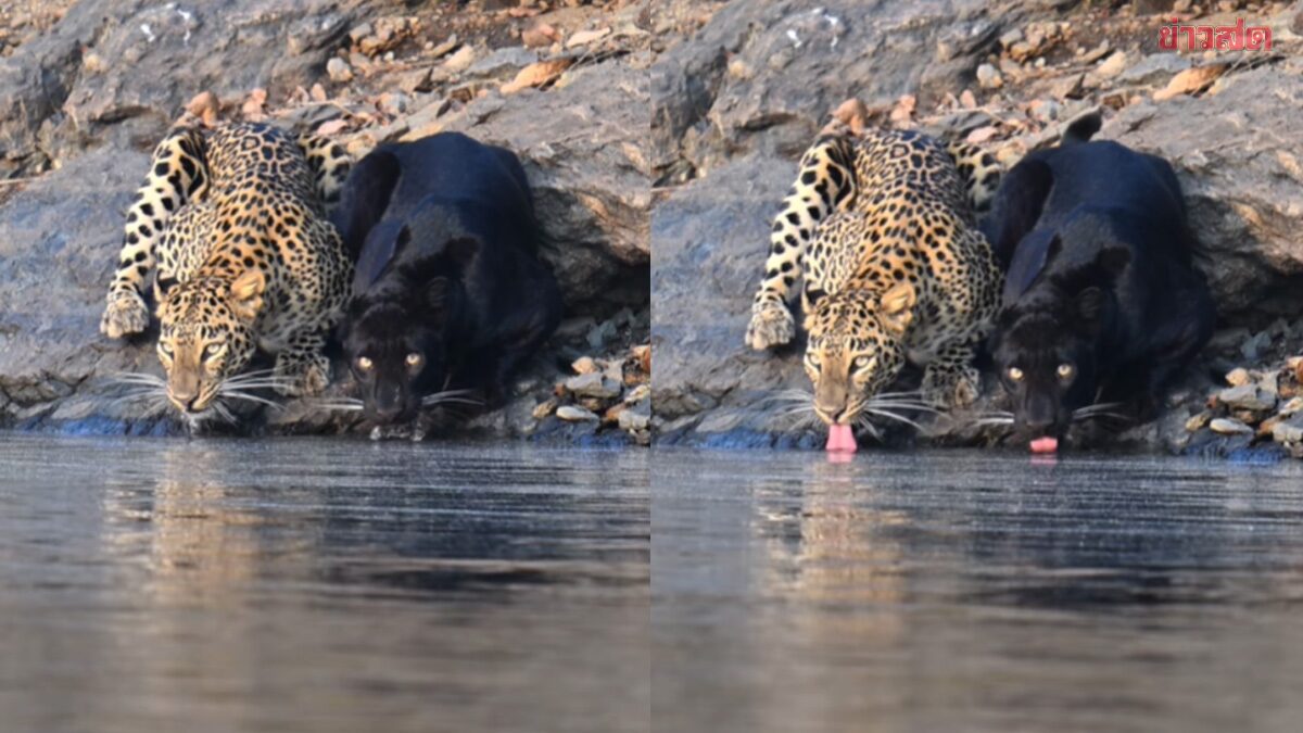 Rare Moment! Viral Clip of Black Leopard and Leopard Drinking Water Together in India Goes Viral