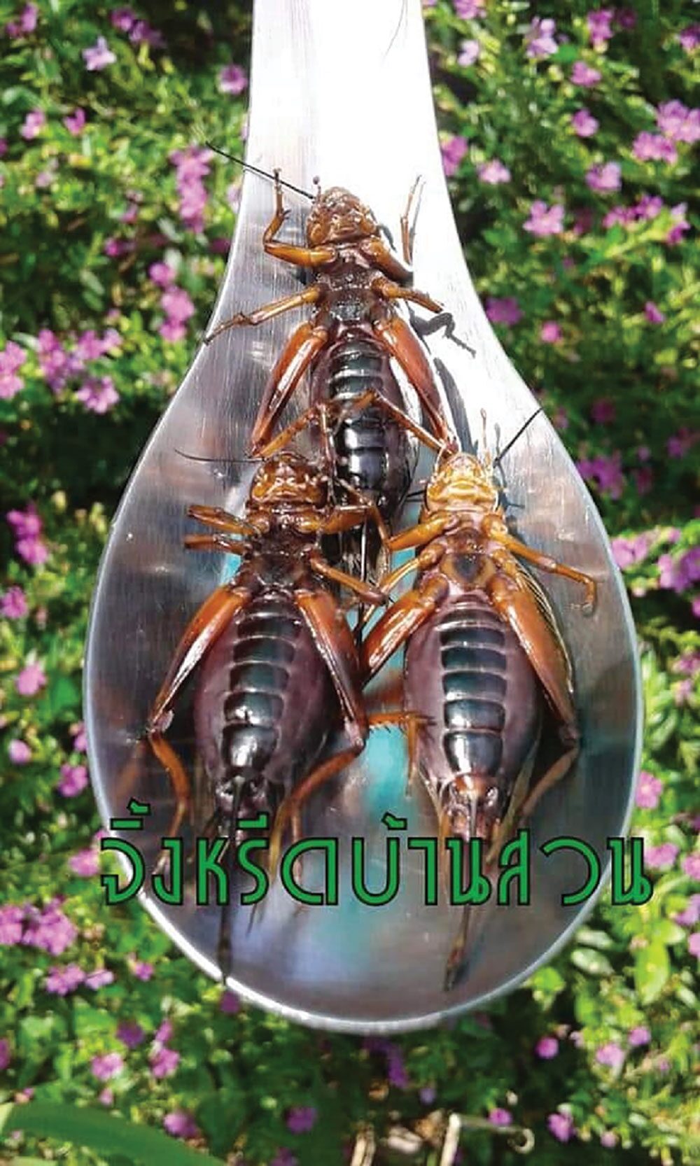 หลาก&หลายเกษตร - เลี้ยง‘จิ้งหรีด’แมลงทำเงิน ตลาดไม่ตัน ลงทุนน้อย กำไรงาม