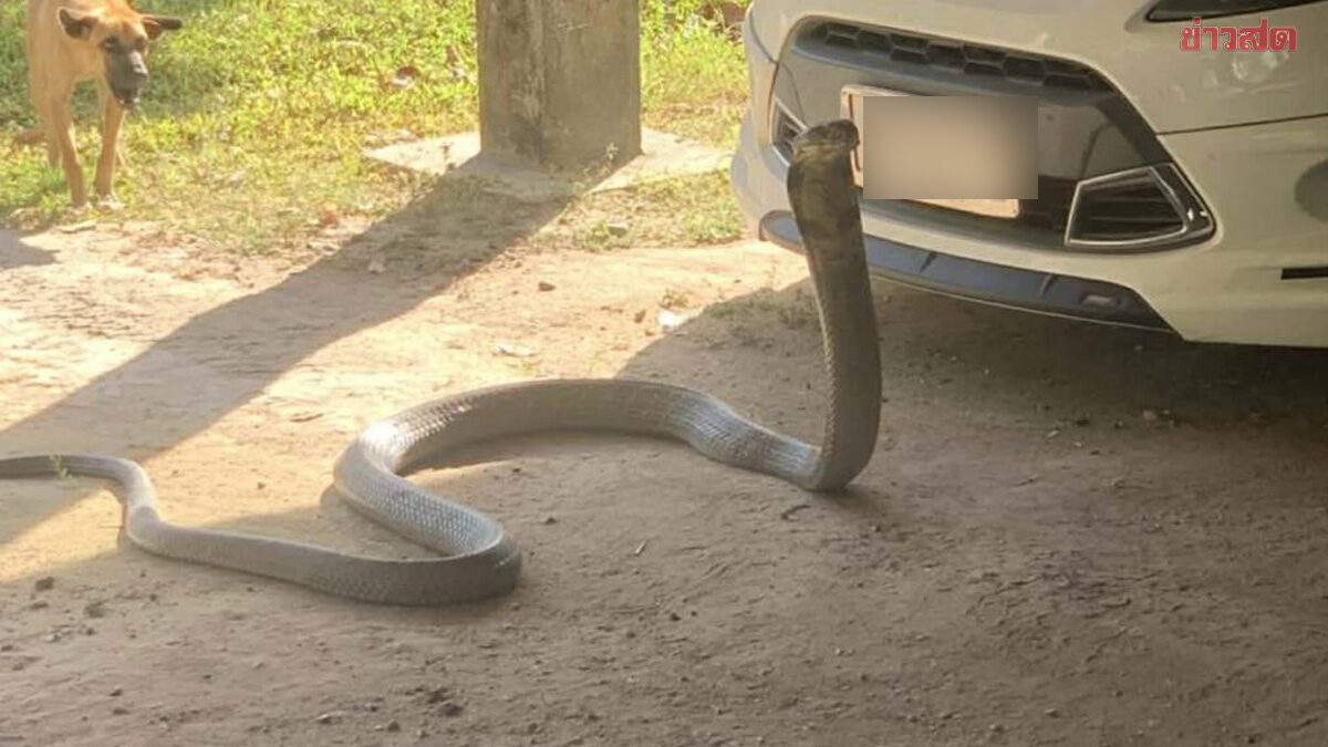 Massive King Cobra Invades Home, Threatens Residents and Vehicle
