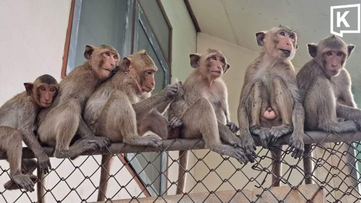 Lopburi Seeks Funding to Address Monkey Population Management Crisis