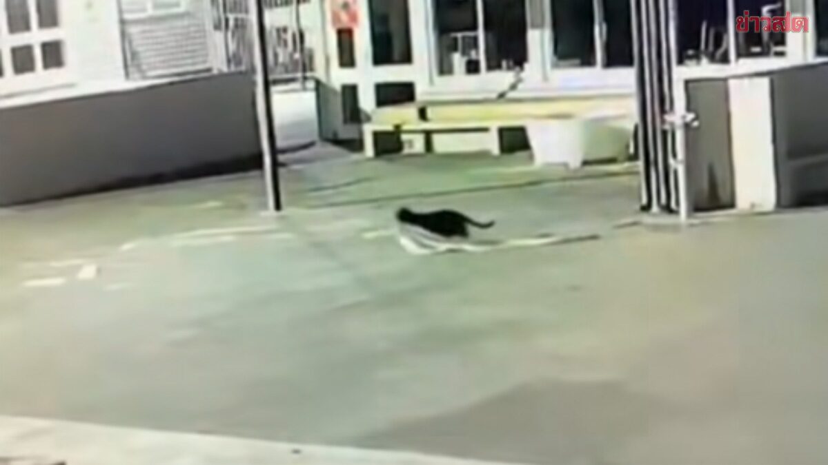 Oh My Goodness! Clothing Thief at School Turns Out to Be a Cheeky Cat