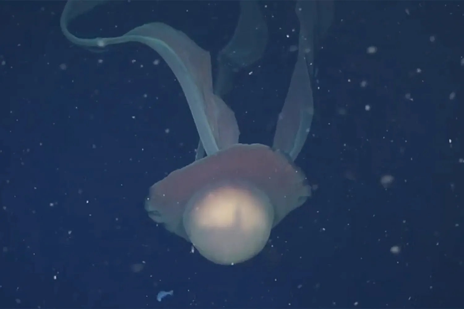 Stygiomedusa gigantea
