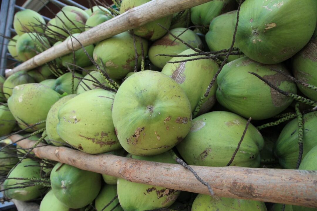 Ratchaburi Fragrant Coconut Registered as Geographical Indication, Shines in EU Expanding to 27 Countries