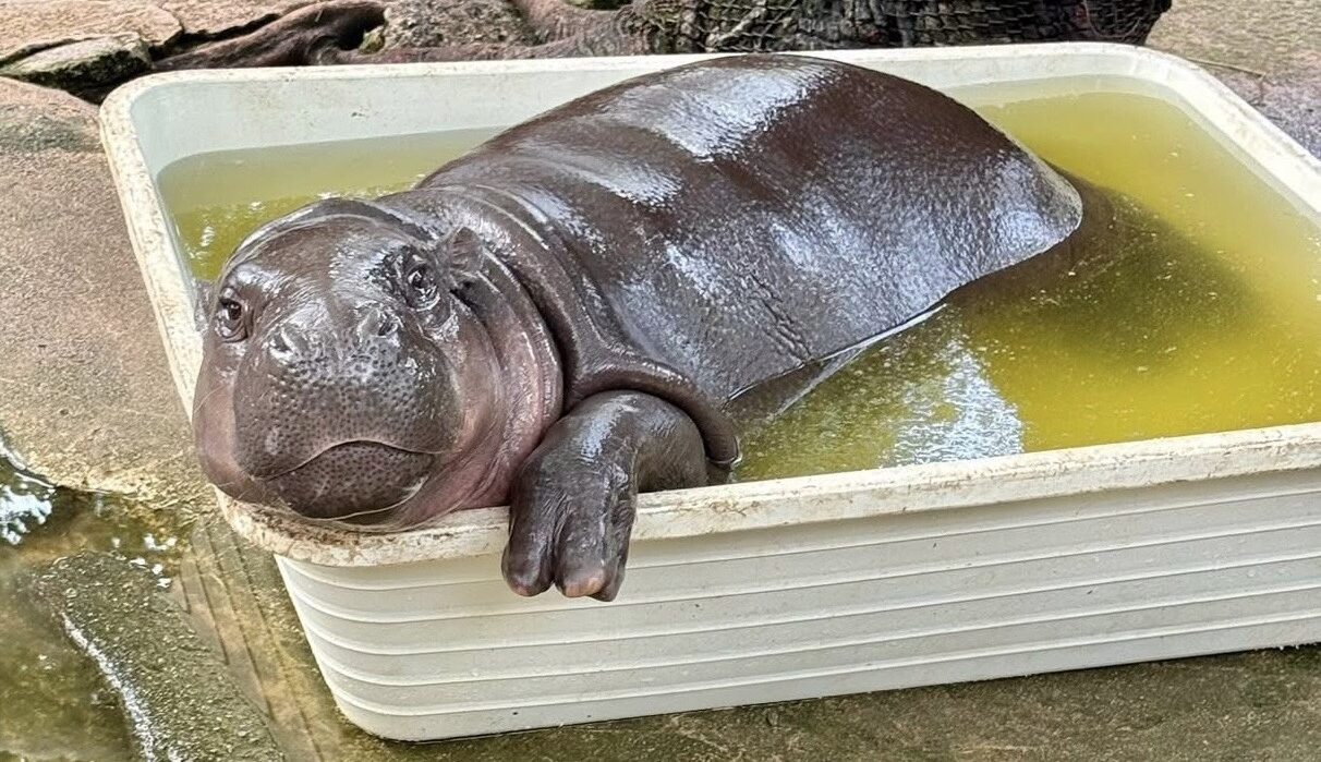 Khao Kheow Open Zoo Thanks Supporters, Confirms International Standards for 'Little Moo Deng'