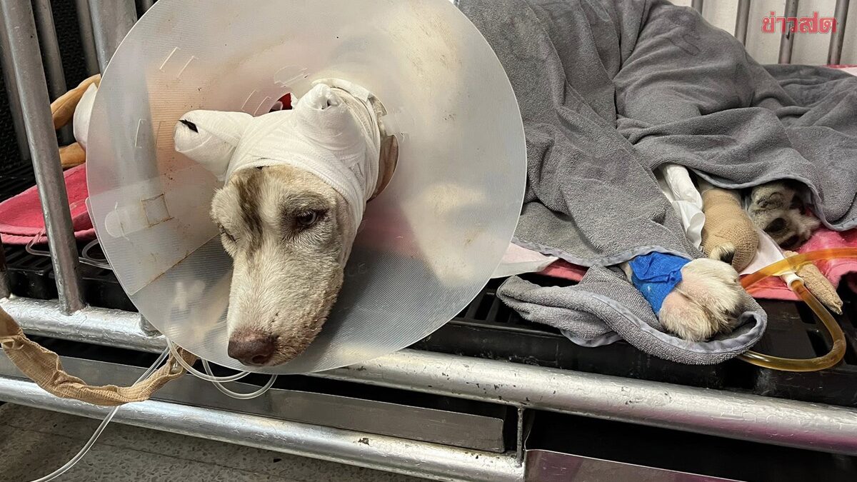 Molly the Siberian Husky Dies After Being Set on Fire, Community Mourns