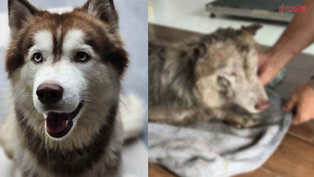 Brutal Attack: Arsonist Sets Siberian Husky on Fire, Owner Seeks Legal Action