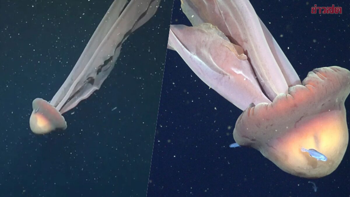 Deep Sea Explorers Discover Giant Ghost Jellyfish off Argentina's Coast