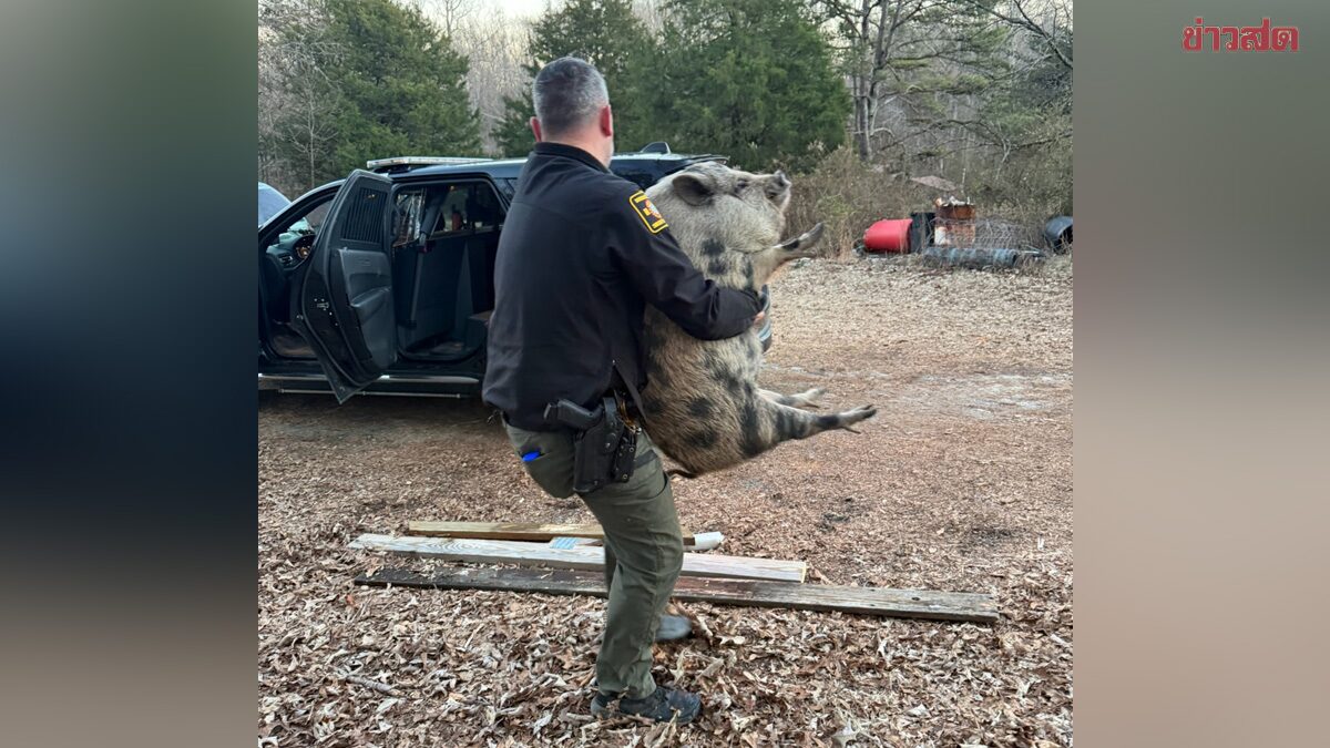 Panic! 'Pig Intruder' Sneaks into Kitchen Looking for Food Before Being Caught with Crackers