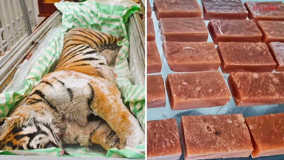 Bust in Vietnam: Police Seize Two Tiger Carcasses and Tiger Bone Glue Equipment