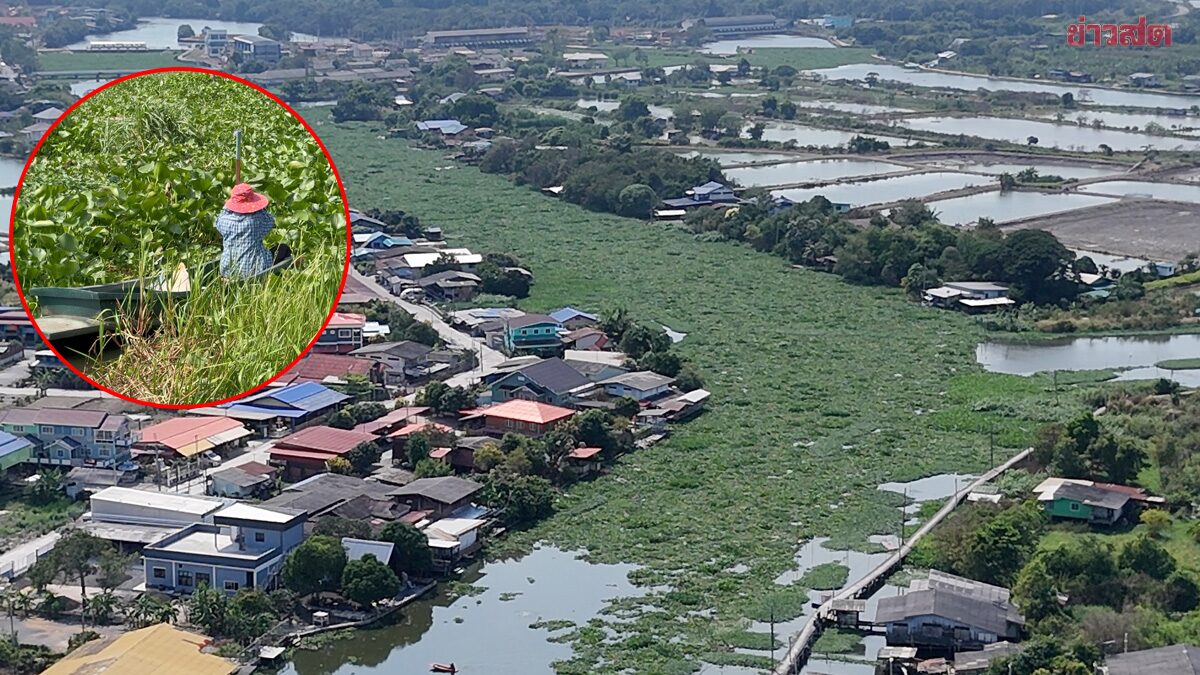 Residents Suffer as Water Hyacinth Chokes Canal, Making Navigation Impossible