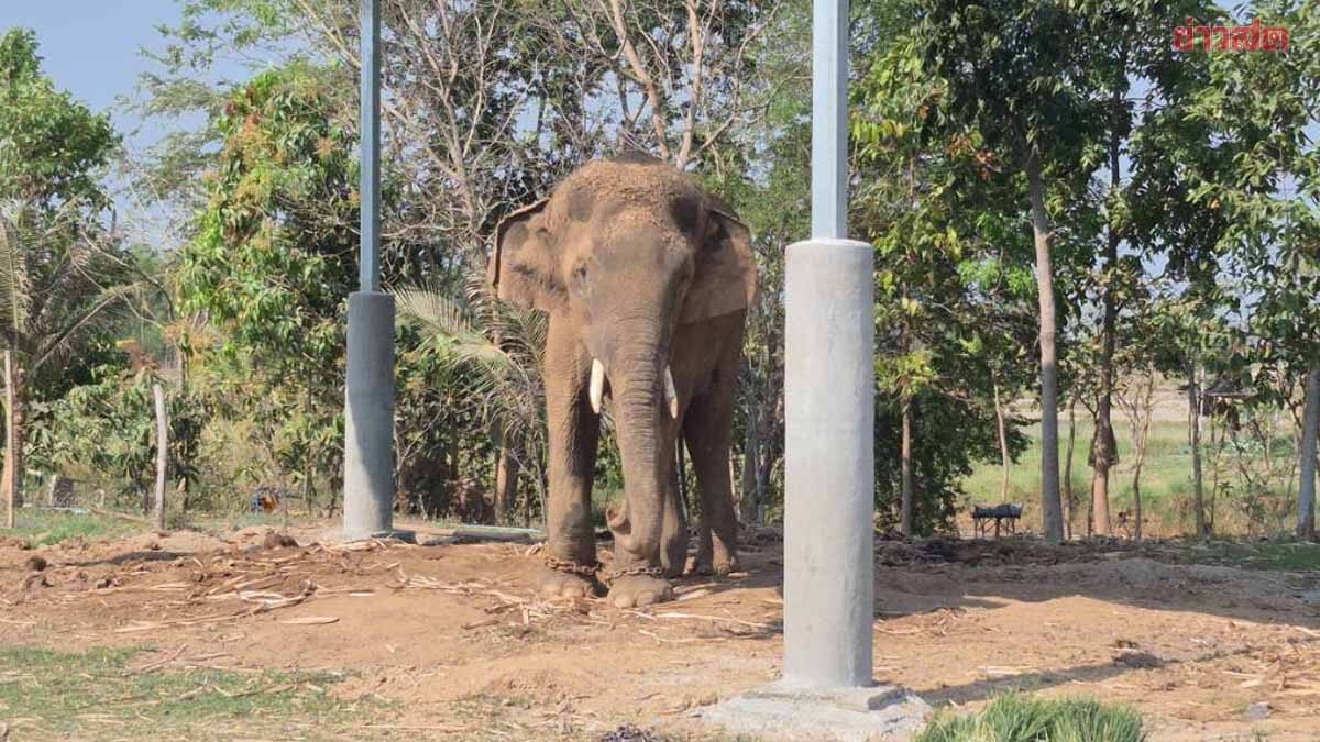 Elephant Mahout's Son Critically Injured After Breeding Accident