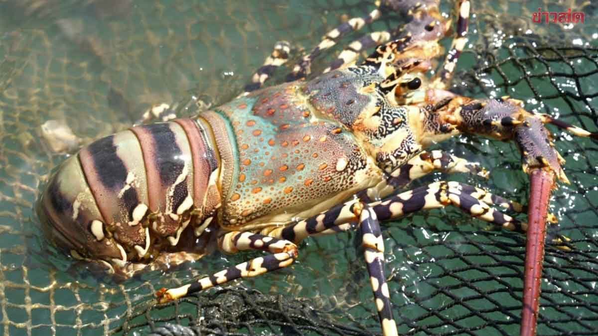 Phuket's "7-Colored Dragon Shrimp" Receives Geographic Indication (GI) Status as a New Premium Product