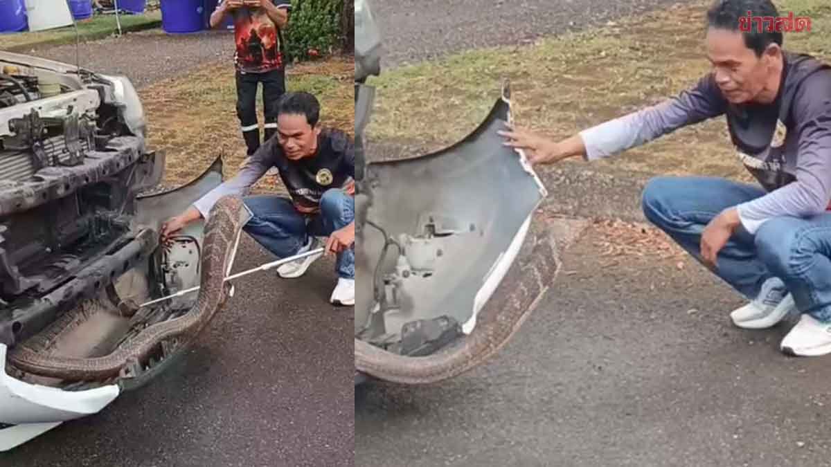 Thrilling Rescue: Giant Snake Captured After 4-Hour Dramatic Standoff