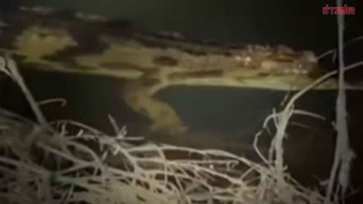 Sensational Discovery: Rarely Seen Tapir Found in Thai Nature, Believed Extinct