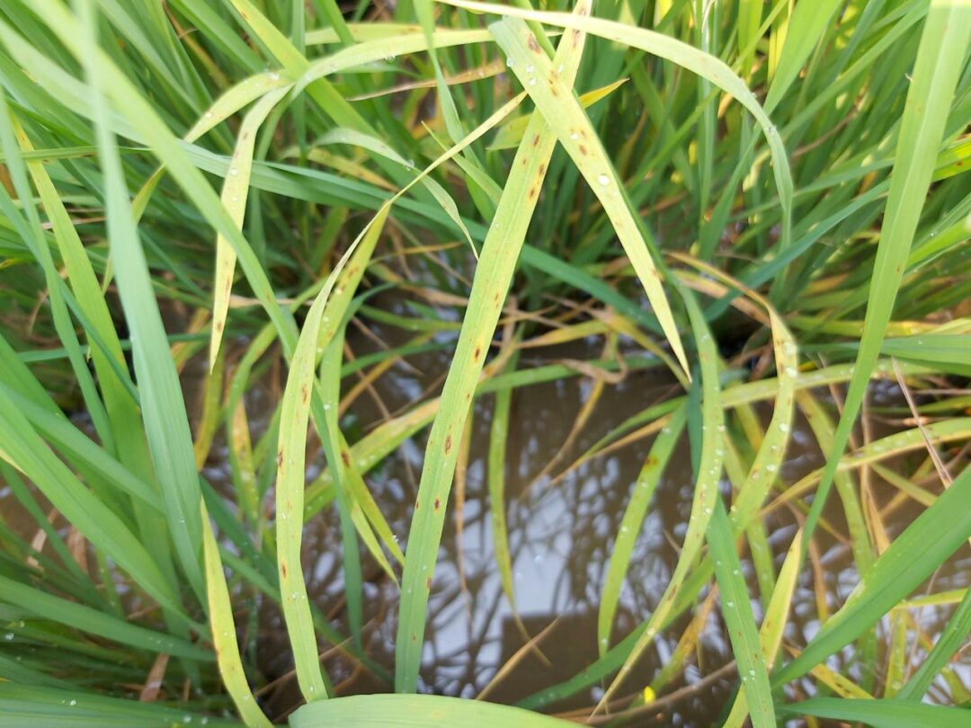 Alert for Rice Farmers! Prepare for New Cold Wave and Brown Leaf Spot Disease in Early February
