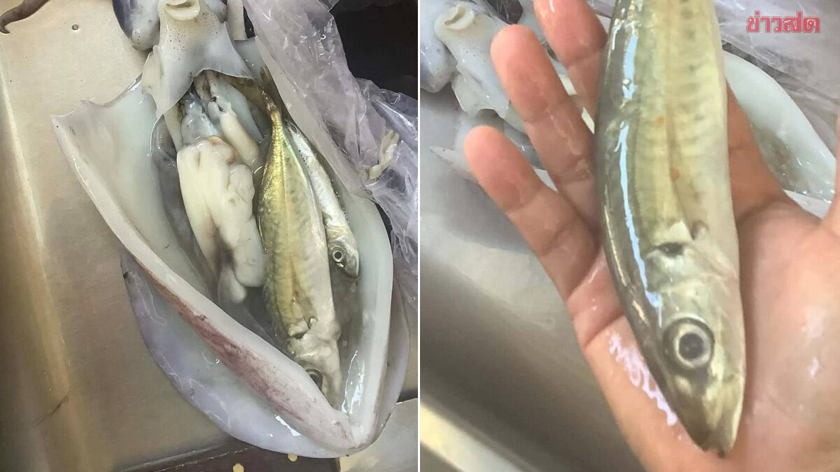 Squid with Fish Inside: Normal or Suspicious?