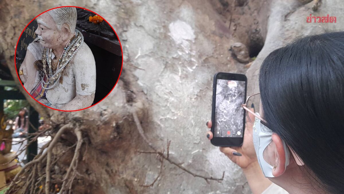 Final Chance: Excitement Over Numbers Emerging at Giant Fig Tree in Kham Chanot