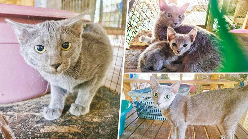 Small Friend - Korat Accelerates Breeding of Rare Silver-Blue Thai Cat, One of Five National Signature Breeds