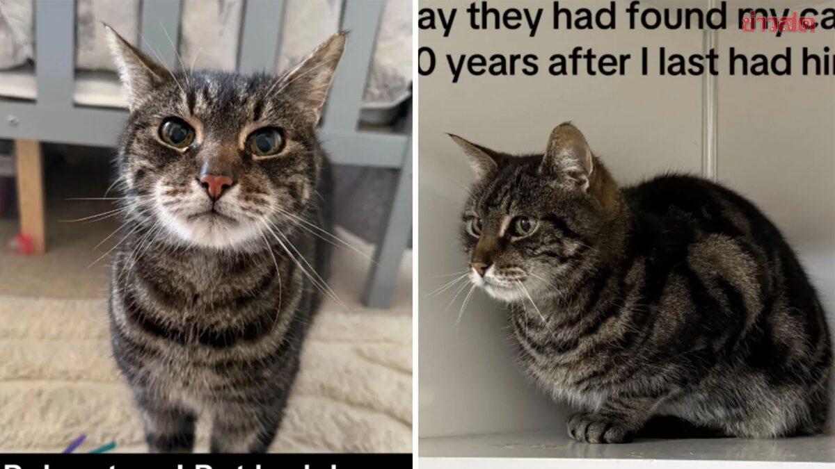 Woman Reunites with Lost Cat After 10 Years in Heartwarming Reunion