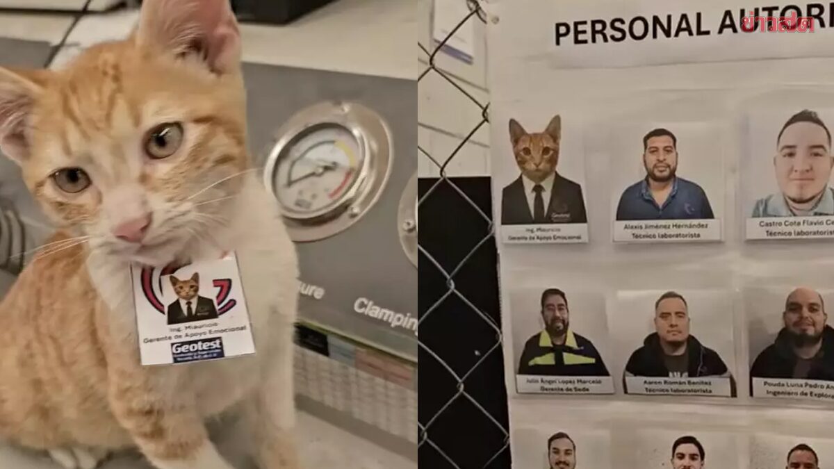 Company Hires 'Meow' as Office Patrol, Complete with Employee Card and Unique Contract