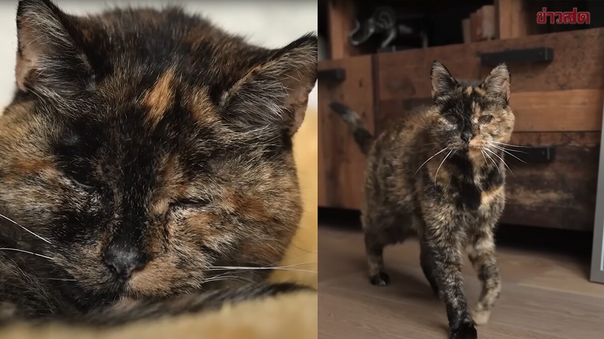 Remember 'Flossie the Cat'? World's Oldest Living Cat Celebrates 30 Years