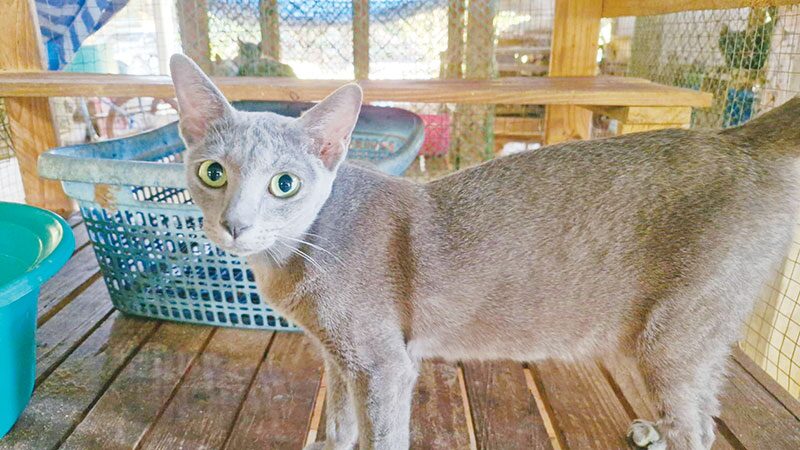 เพื่อนตัวเล็ก - โคราชเร่งขยายพันธุ์แมวสีสวาด 1ใน5แมวไทยเอกลักษณ์ชาติ
