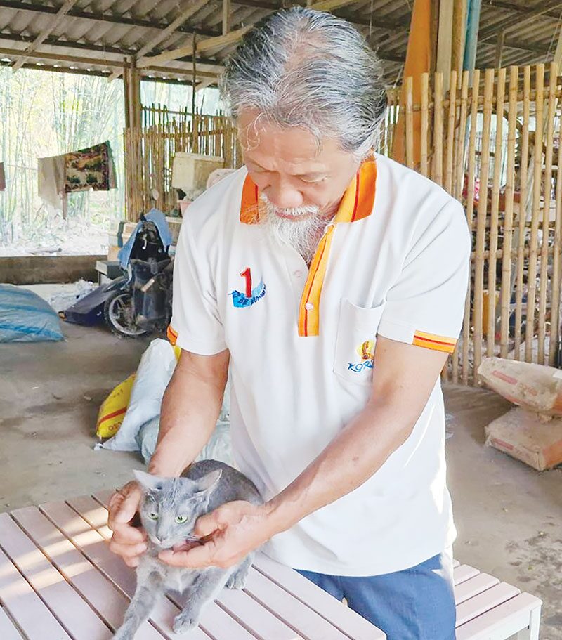 เพื่อนตัวเล็ก - โคราชเร่งขยายพันธุ์แมวสีสวาด 1ใน5แมวไทยเอกลักษณ์ชาติ
