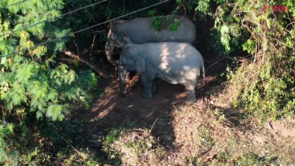 Elephant Herd Forms Natural Wall to Protect Giving Birth Mother; A Heartbreaking Outcome