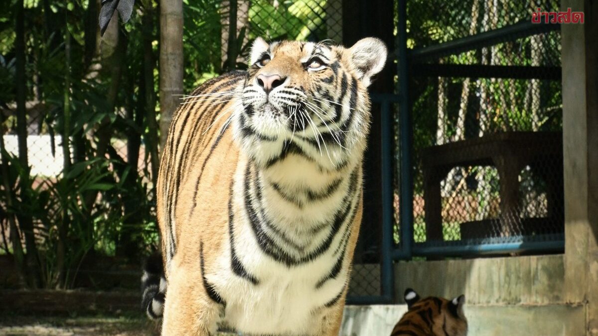 Department of Livestock Development Reveals Cause of 72 Tigers' Deaths