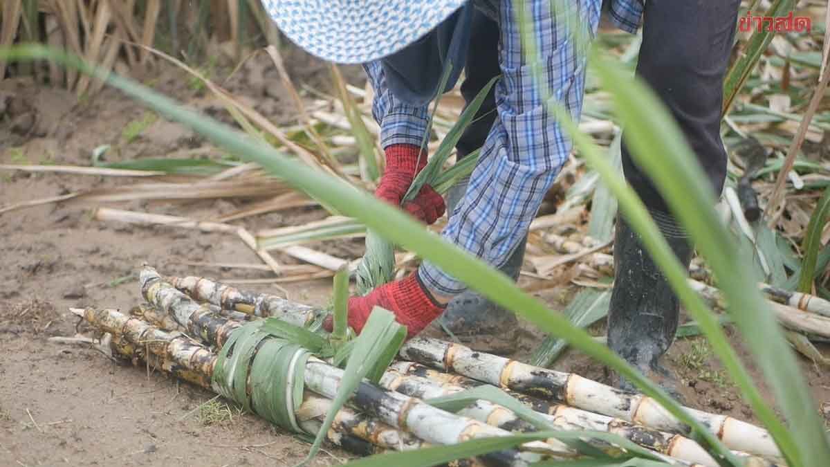 Office of Cane and Sugar Board Seeks Emergency Funds to Compensate Sugarcane Farmers Affected by Border Conflict