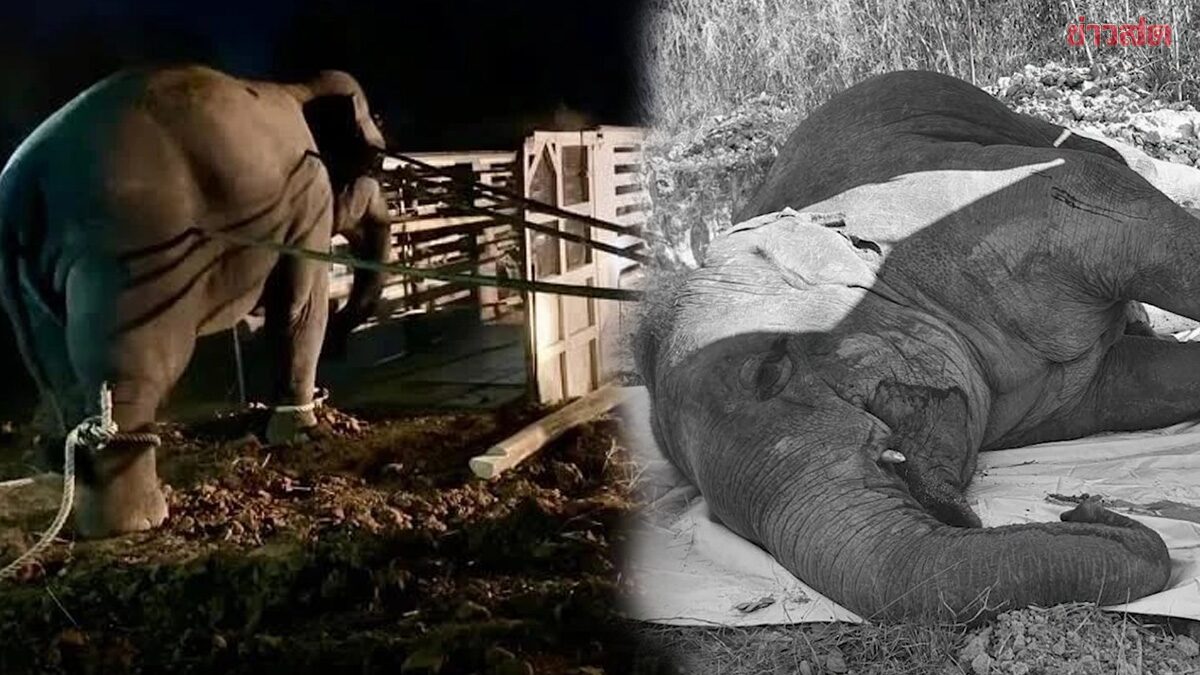 Tragic Death of Wild Elephant During Court-Ordered Relocation Sparks Nationwide Outrage in Thailand