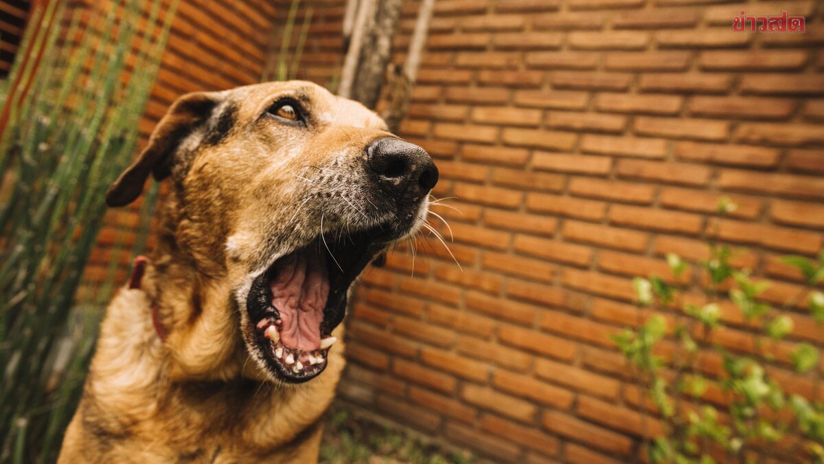 First Rabies Death of 2569 Reported: Patient Dies Just 2 Days After Puppy Bite