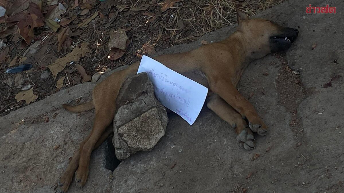 Social Media Outrage Over Poisoned Stray Dogs with Threatening Note