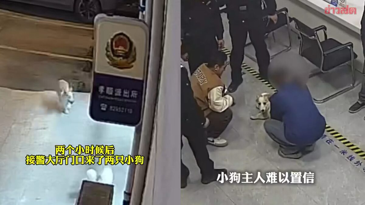 Clever Dog Goes Missing for 2 Hours, Then Walks Himself to Police Station