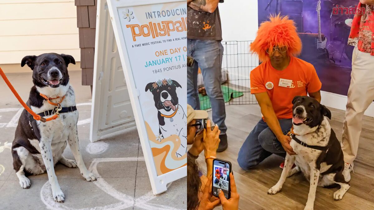 Animal Shelter Hosts Festival to Find Home for 6-Year-Old Dog Who's Been Waiting for Years