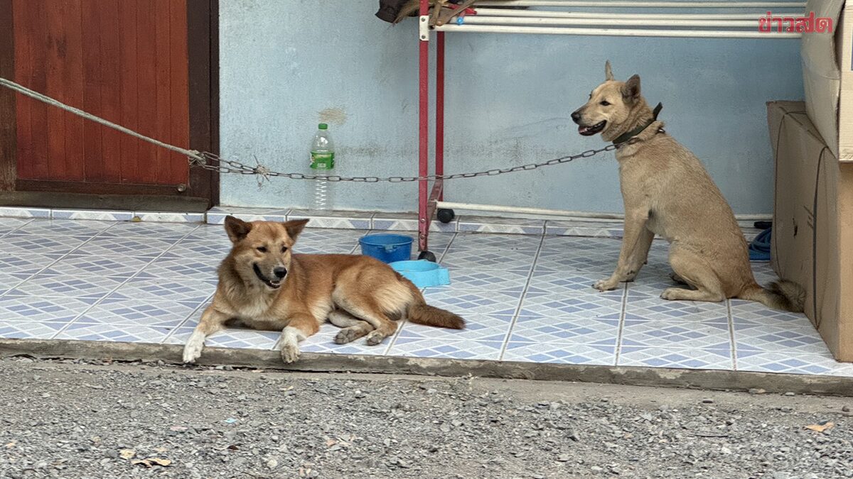 Jealous Dog Goes Violent! Stray Mixed Breed Dog Attacks 4-Year-Old, Causing Severe Injuries