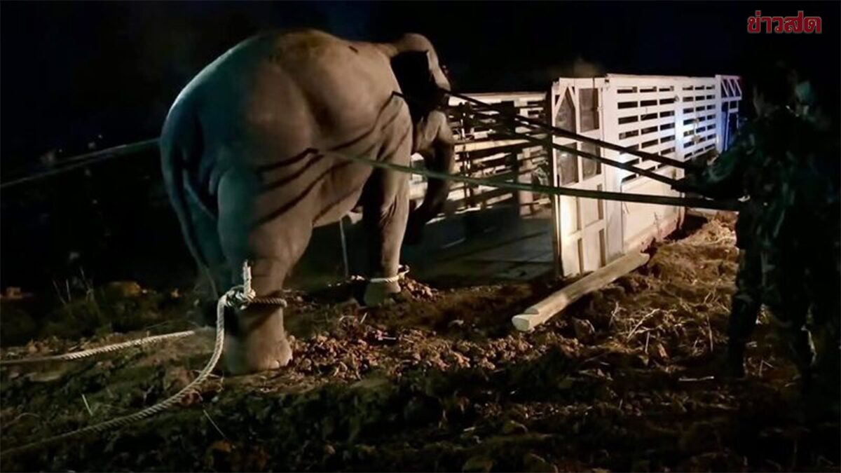 Autopsy Reveals Causes of Wild Elephant's Death During Relocation