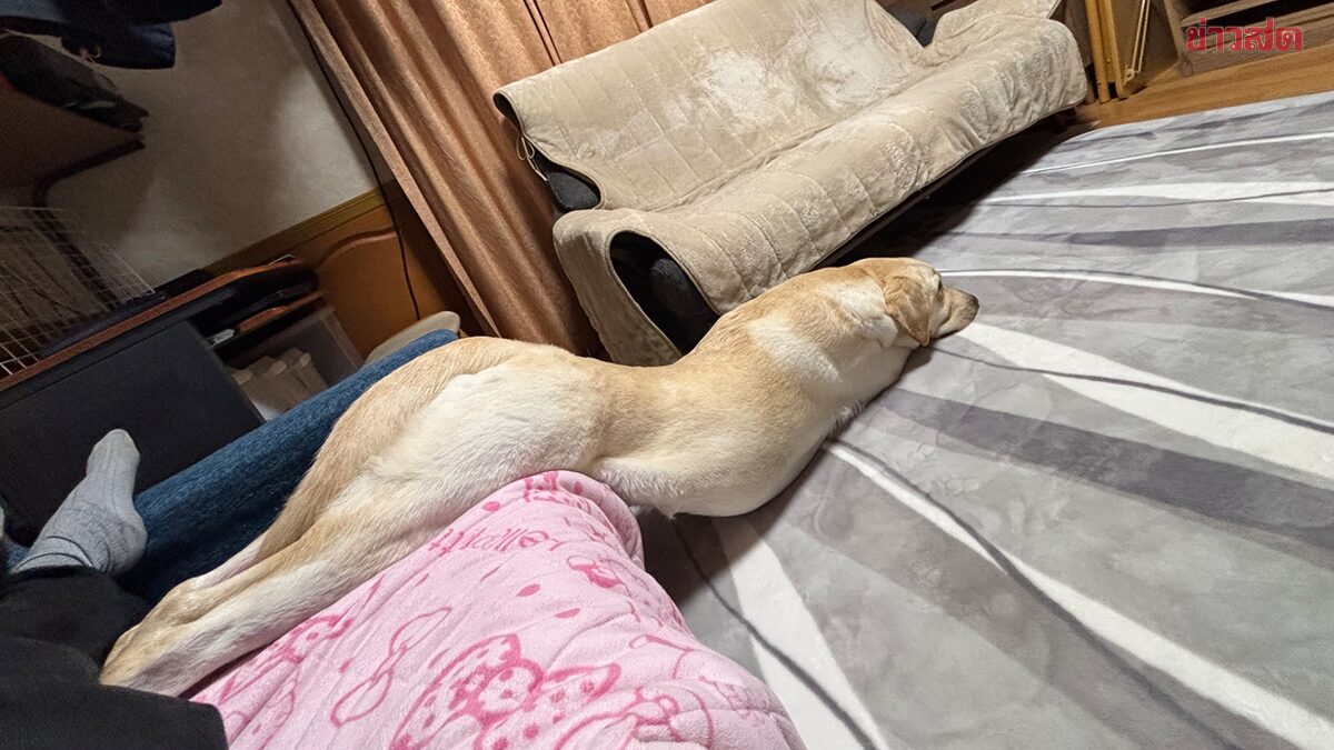 Viral Dog Transforms into Liquid, Slides Down Sofa Like a Seal
